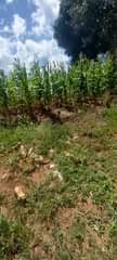 A picture of Call for grab 0705426280 25 45ft land with power and