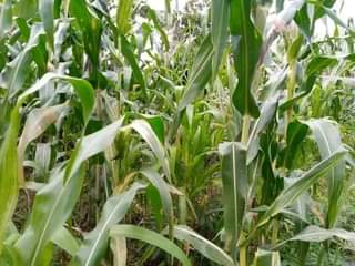 A picture of FERTILE HALF ACRE FOR SALE IN NAKASEKE KAPEEKA KUFFU VILLAGE