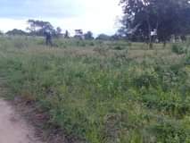 A picture of Viwanja