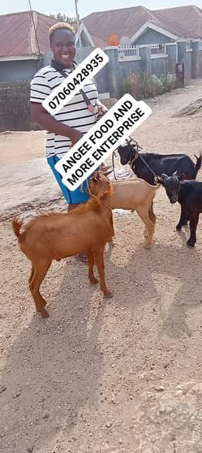 A picture of We are drying 4 goat meat today 1 going to