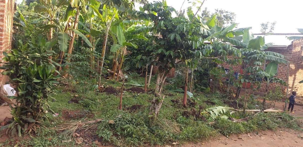uganda plots