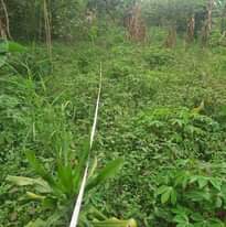 A picture of PLOT FOR SALE IN NATETTA