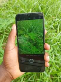 A picture of Jamn nimeshukabei haina kipengele leta 150 chapu nijitetee 0765522116