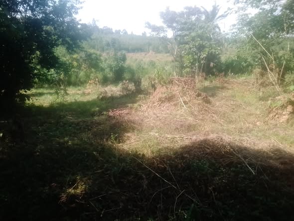 A picture of 33 acres of cammercial land along Kasayi Road in Bukerere