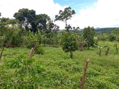A picture of Five acres of land with title on quick sale