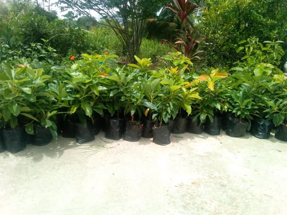 Plants S.