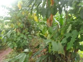 A picture of 200ft by 65ft for sale along mukono katosi road in