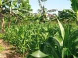 A picture of Five acres for sale at Bukomero Kiboga