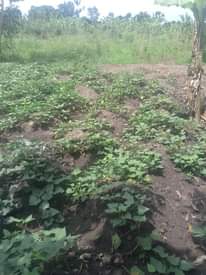 A picture of Land
