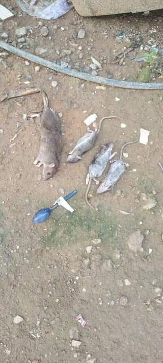 A picture of Pest control