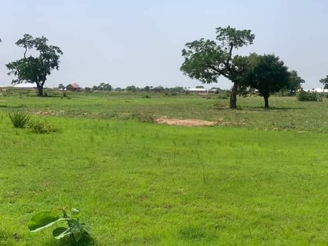 Tamale M.