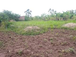 A picture of PLOT 68 125FT FOR SALE IN NAKASEKE KAPEEKA 4KM FROM