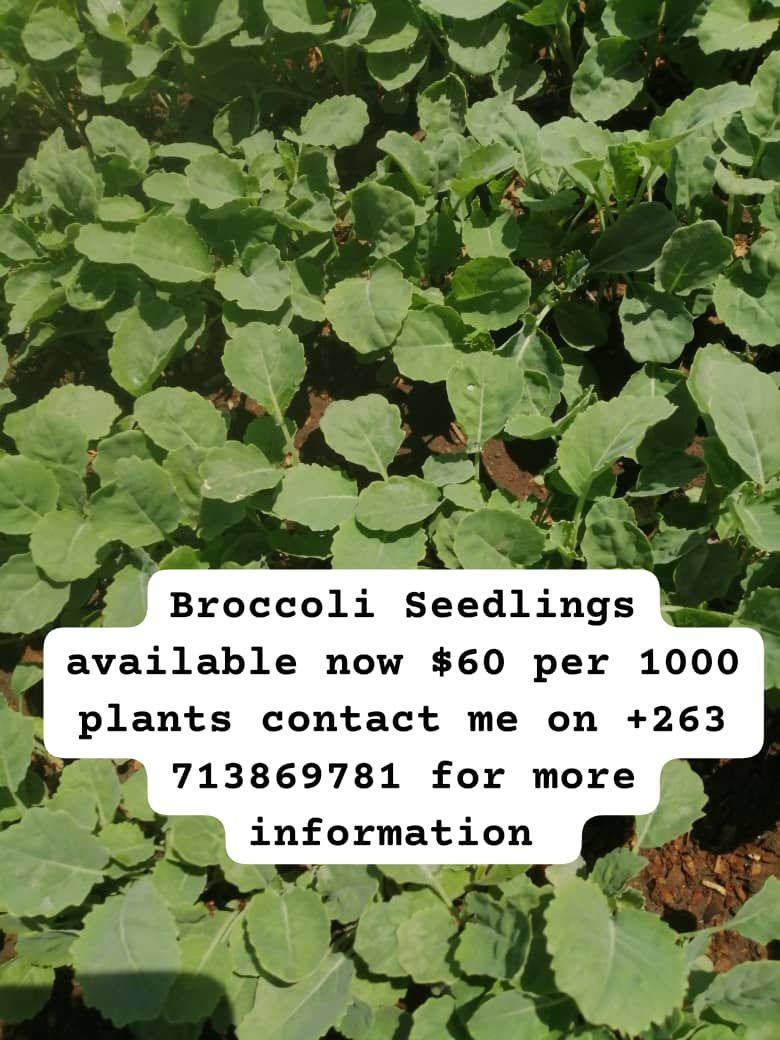 seedlings