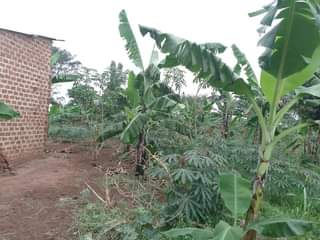 A picture of PLOT 100 100FT FOR SALE IN NAKASEKE KAPEEKA KAKINZI VILLAGE