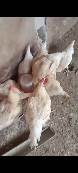 A picture of Chicken in store