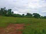 A picture of Matugga Gombe site Now open Ready land titles 700 metres