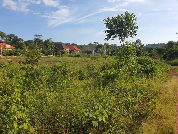 A picture of PLOTS FOR SALE IN MUKONO KATOSI ROAD