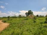 A picture of 50 Acres on sale in kikyusa Ideal for farming and