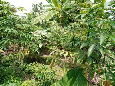 A picture of PLOT 30 400FT FOR SALE IN NAKASEKE KAPEEKA KAWOOMYA VILLAGE