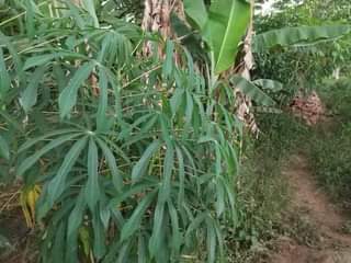 A picture of Farm land