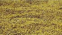 A picture of Mchele