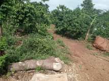 A picture of 1 fertile acre on sale at 7 8m it s