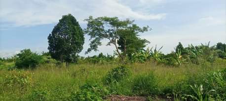 A picture of Land for sell kibanja