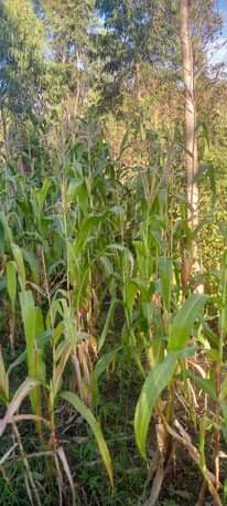A picture of QUICK LAND FOR SALE
