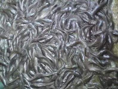 A picture of juvenile for sell Kaduna state