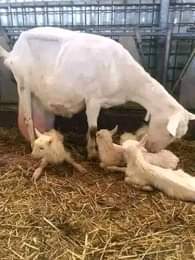A picture of FEW GOATS REMAINING FOR GRAB WITH FREE DELIVERIES DONE ACROSS