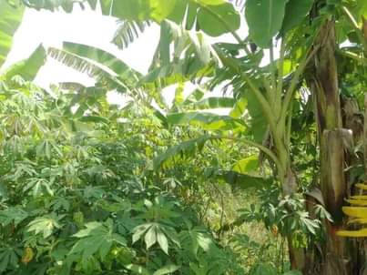 A picture of 3.5 FERTILE ACRES FOR SALE IN NAKASEKE KAPEEKA KAKINZI VILLAGE