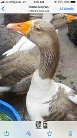 Lubuulwa S.