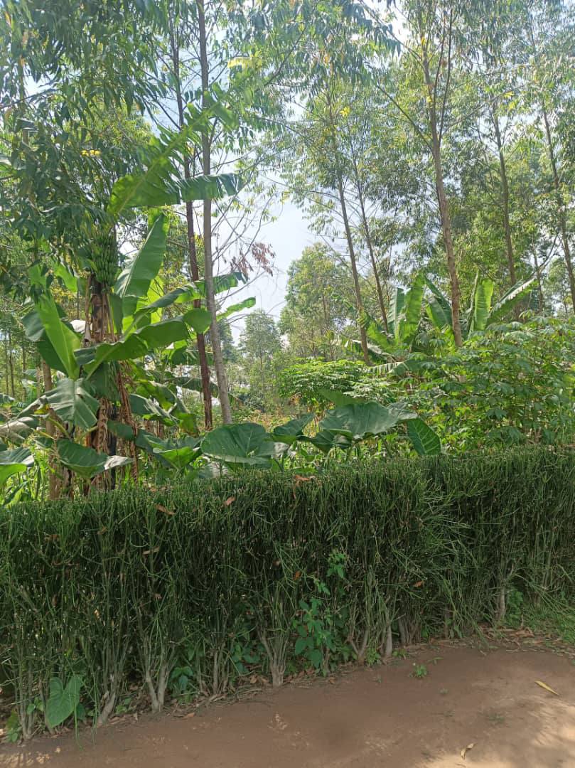 A picture of 5 acres of farm land
