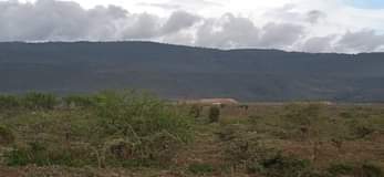 Mwangi W.