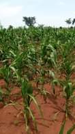 A picture of LUWERO KAKOOGE Farmland of 3 Arces on sale 6 5m
