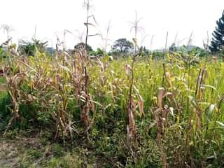 A picture of PLOT 40 100FT FOR SALE IN NAKASEKE KAPEEKA