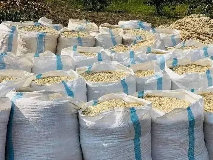 A picture of Dry Maize
