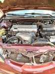 A picture of Belgium grade Camry big daddy