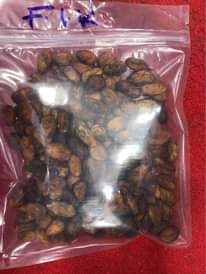 A picture of Cocoa bean