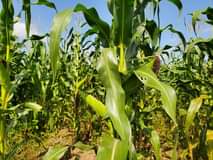 A picture of 1 acre on sale in Kikyusa 4km off kikyusa town.