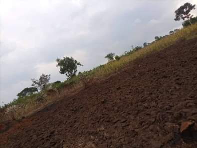 A picture of  URGENTLY MONEY NEEDED TODAY Location Mityana Land size 100