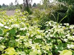 A picture of ANTI MR PROPERTY MANAGEMENT 2 ACRES FOR SALE LOCATED AT