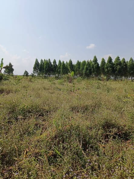 A picture of Land for sale