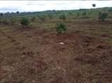 A picture of 30 acres in matuga kanyanda