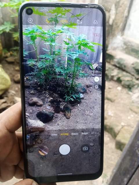 A picture of SPARK 5