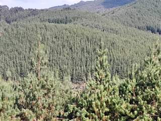A picture of SHAMBA la miti linauzwa mufindi