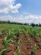 makutano plots