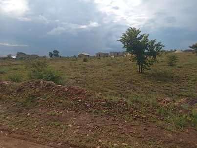 stands