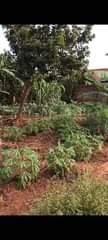 A picture of PLOT FOR SALE LOCATED IN BWEBAJJA 100 X50 IN A
