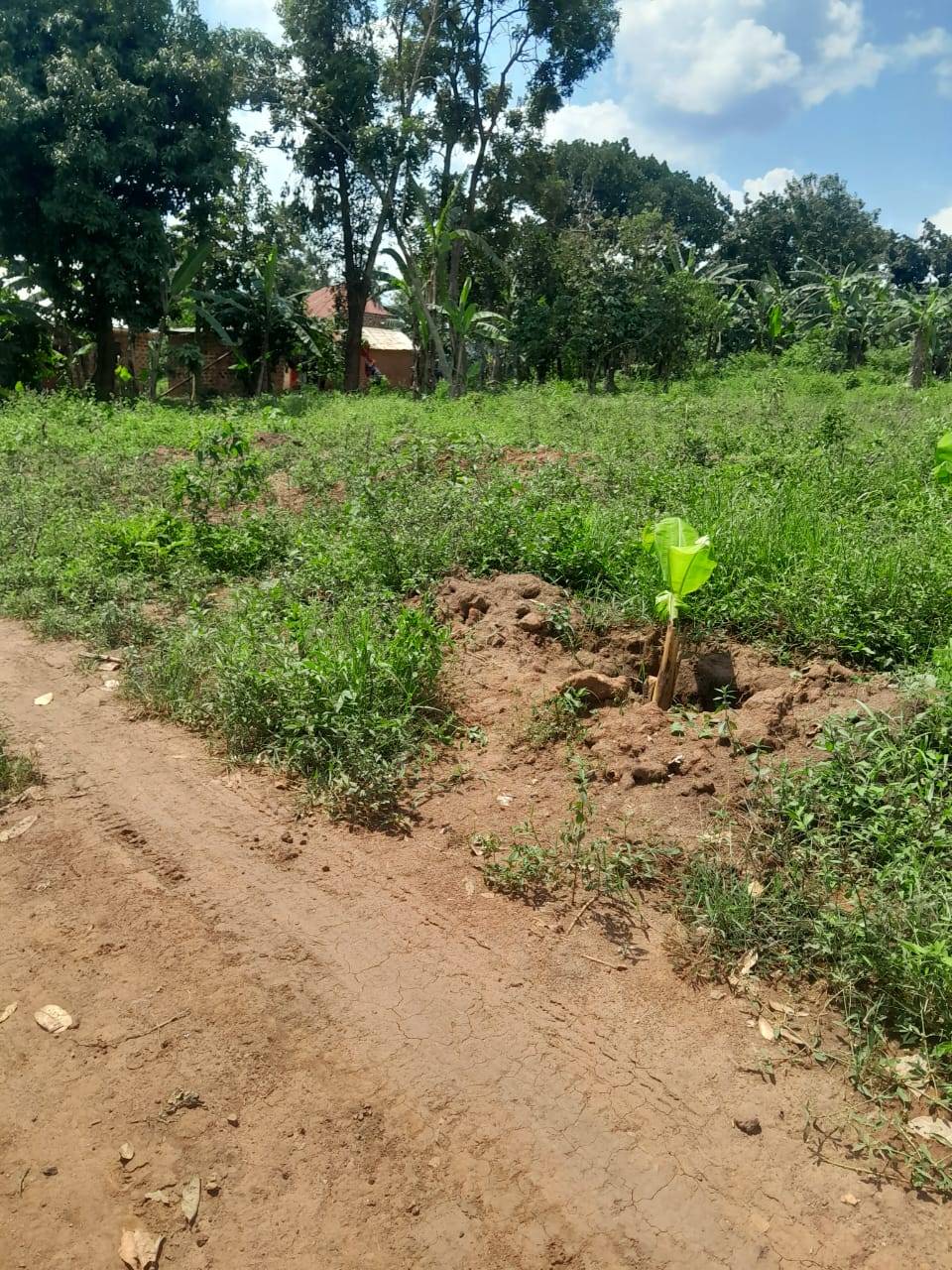 A picture of Agreement plots of Land on sell in Buwambo Lugo along